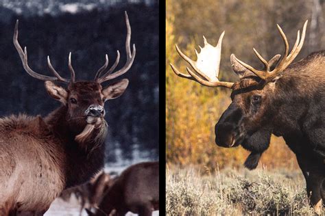 Elk vs Moose Comparison: Size, Habitat, Meat & Main Differences