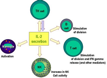 Cell-mediated immunity