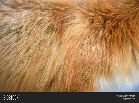 Red Fox Pattern Design Image & Photo (Free Trial) | Bigstock