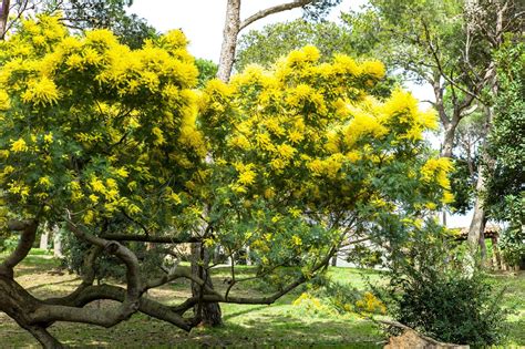 'Mimosa Tree' Is The Name Used For Two Non-Native Species - These Are ...