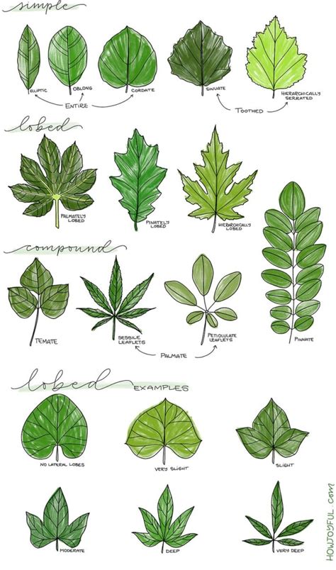 Drawing leaves: How to draw step by step - Doodle a leaf