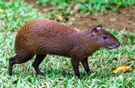 Agouti - Description, Habitat, Image, Diet, and Interesting Facts