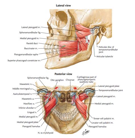 Temporomandibular Joint Disorders - Clinical Anatomy & Assessment ...