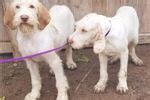 Spinone Italiano Puppies for Sale from Reputable Dog Breeders