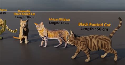 How Smart Are Cats Compared To Other Animals