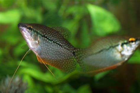 Gourami Breeding Guide (Everything You Need to Know) - Avid Aquarist