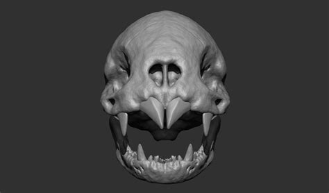 ArtStation - Vampire Bat Skull