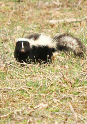 How to Get Rid of Skunk Smell | Getting rid of skunks, Skunk smell, Skunk