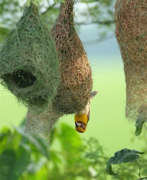 Baya Weaver with nest stock image. Image of nature, background - 79418337