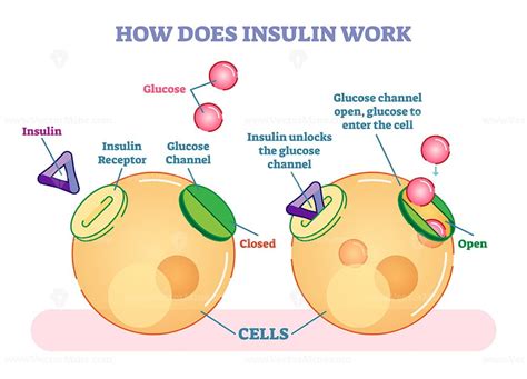 How does insulin work, illustrated vector diagram - VectorMine