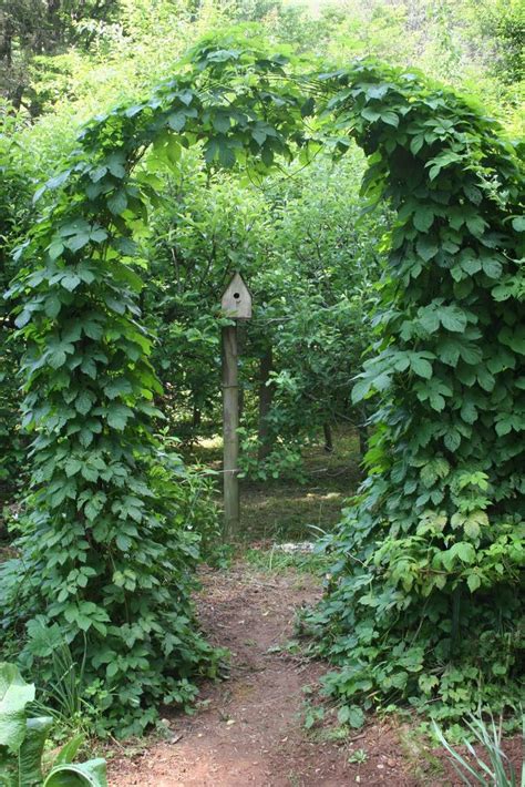 8 best Home brew hop garden images on Pinterest | Gardening, Creepers ...