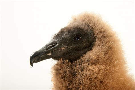 Baby Black Vulture (Coragyps atratus atratus) - Joel Sartore