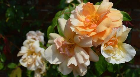 22 Popular Heirloom Roses to Grow This Season