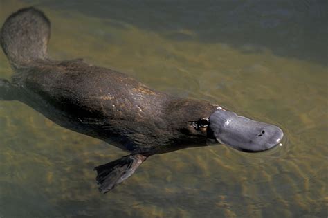 'Godzilla' Platypus fossil unearthed in Australia - Mirror Online