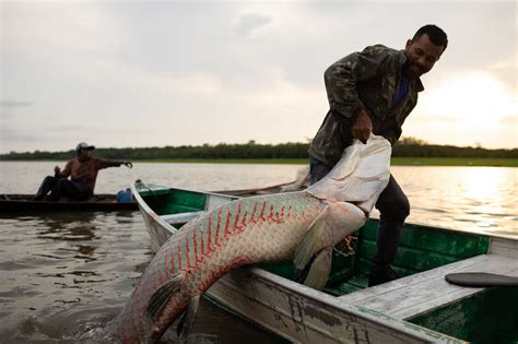 Rare good news from the Amazon: Gigantic fish are thriving again