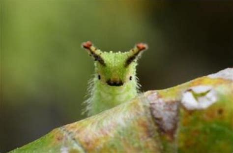 Japanese Emperor Caterpillar: What's Not to Love With a Face Like This ...