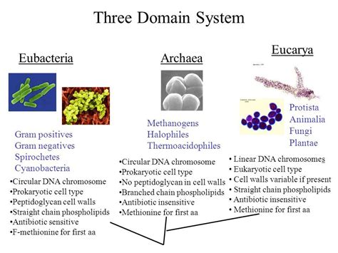 Kingdom Archaebacteria