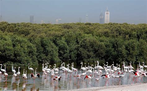 Ras Al Khor Wildlife Sanctuary | WWF