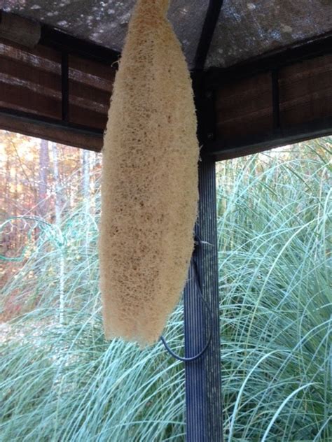 GARDEN LADY: Harvesting Loofah Sponges in the Garden