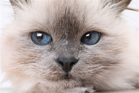 Birman Cat with Beautiful Blue Eyes, Closeup Stock Photo - Image of ...