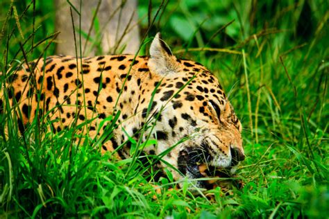 What Do Jaguars Eat? Discover the Jaguar Diet (with Photos) - WildlifeTrip