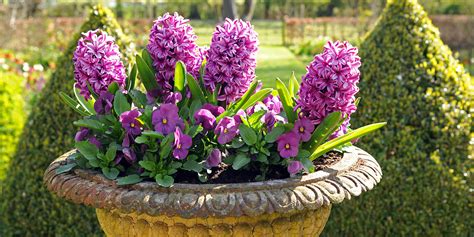 Hyacinth Planting Guide: How to Plant, Grow and Care for Hyacinths