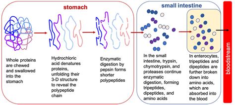 Protein Digestion and Absorption