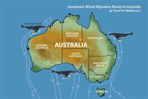 Map Where Whales Are Found In The World