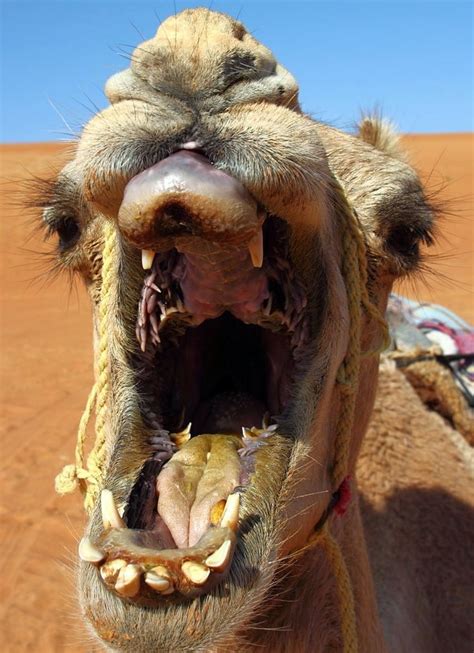 Camel Close-up - enlarge to inspect dentistry. The camel has 22 milk ...