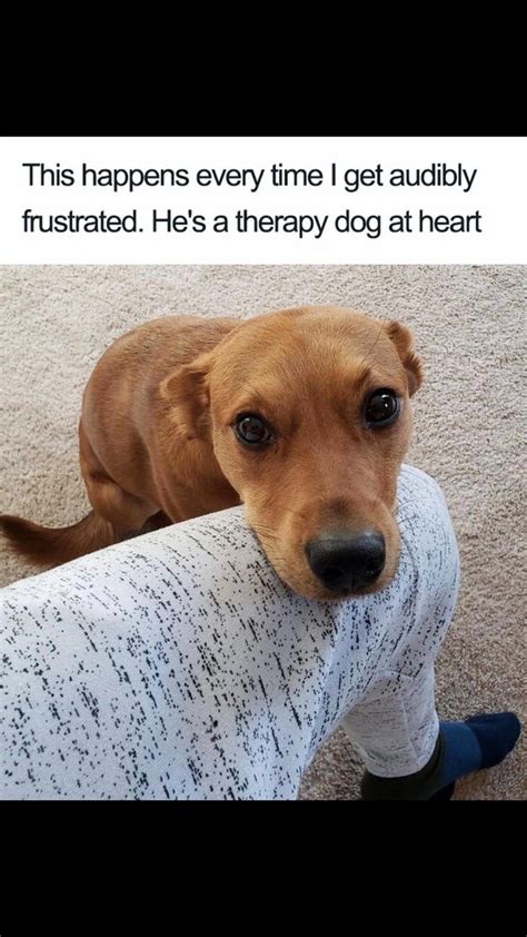 27 dog memes for when you need that daily cute fix – Artofit