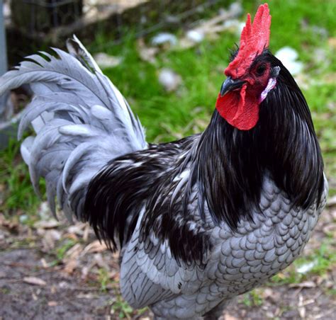 I have one Blue Andalusian Rooster for sale | BackYard Chickens - Learn ...