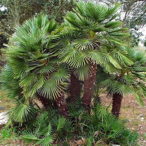 European Fan Palm Tree chamaerops Humilis Seeds - Etsy