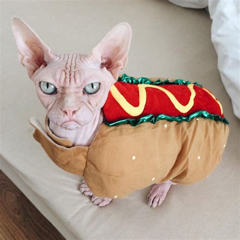 WIENER CAT Blank Template - Imgflip