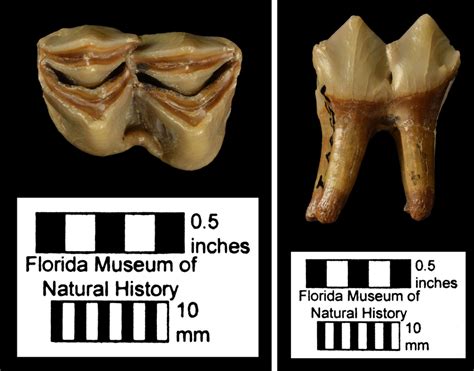 Fossil Friday: A camel tooth – Panama Canal Project (PCP PIRE)