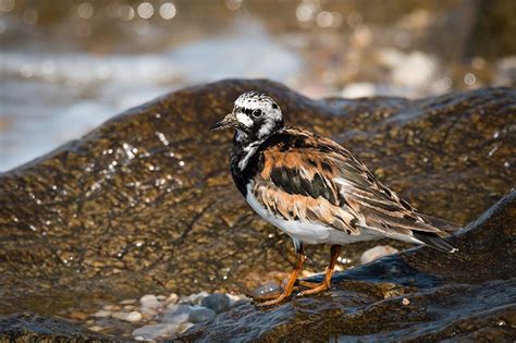 Turnstone | Bird Identification Guide | Bird Spot