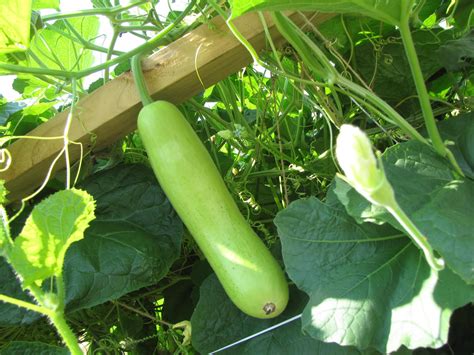 Nourishing Indian Food - Cooking the Traditional way: My Vegetable Garden