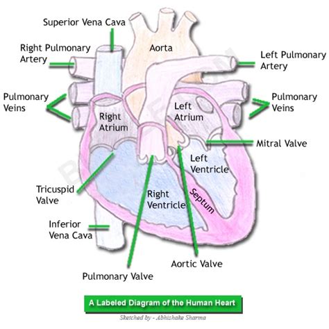 A Labeled Diagram of the Human Heart