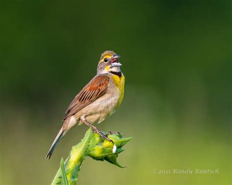 The Ever-singing Dickcissel. How does a bird get a name like… | by ...