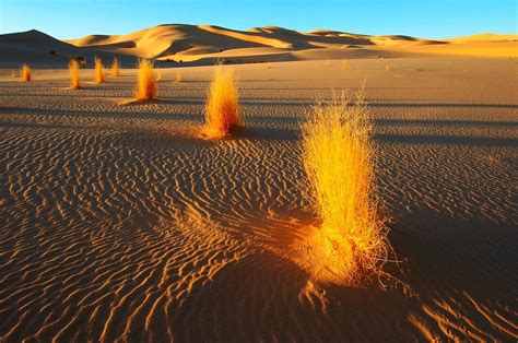 Desert plants,Algerian Sahara – acheter une photo – 11635134 Science ...