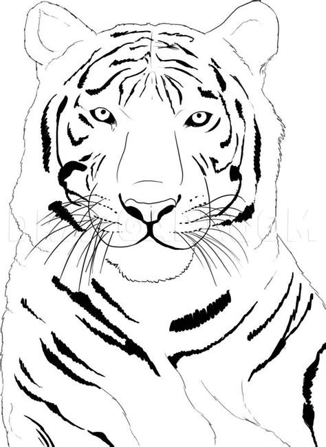 How To Draw A White Tiger, Step by Step, Drawing Guide, by Dawn ...