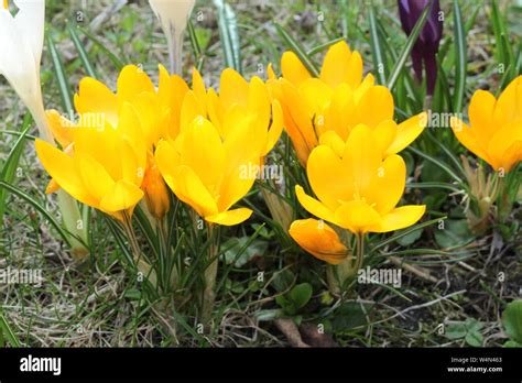 Yellow crocus growing in garden Stock Photo - Alamy