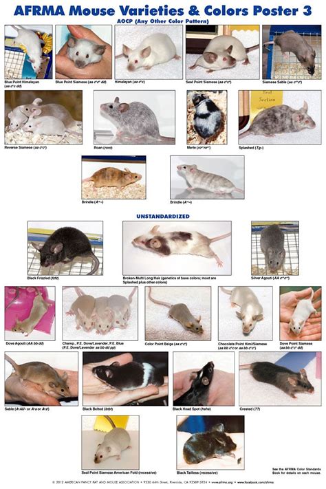 Mouse Varieties Any Other Coloured Pattern (AOCP) and Unstandardized ...