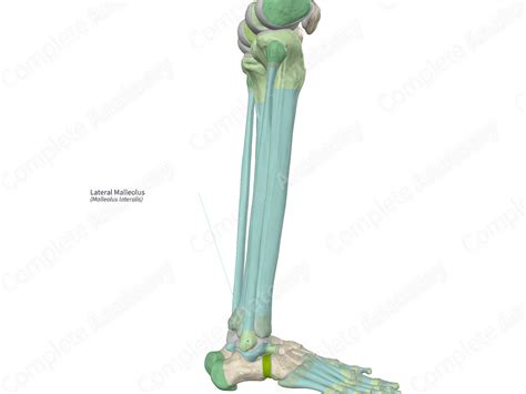 Lateral Malleolus | Complete Anatomy