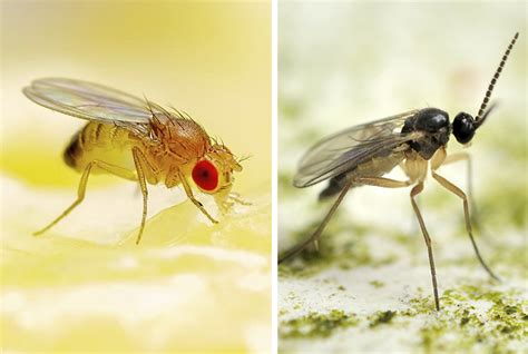 Fruit Flies vs. Gnats: What's the Difference?