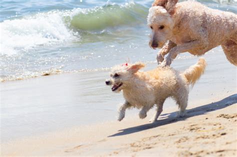 7 Dog-Friendly Beaches In California – Big 7 Travel