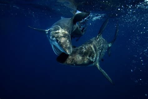 Blacktip Sharks Biting in a Mating Ritual - Shark Photo