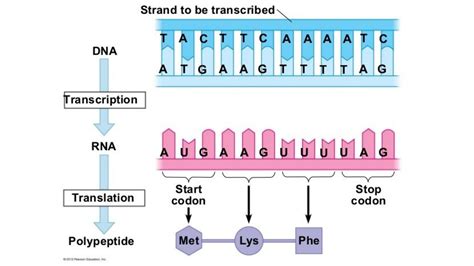 Dna Translation Chart