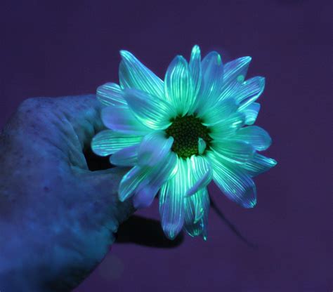 Bioluminescent flower | Glowing flowers, Flower science, Science ...