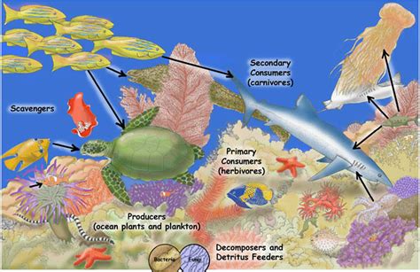 Food Web - About the coral reef