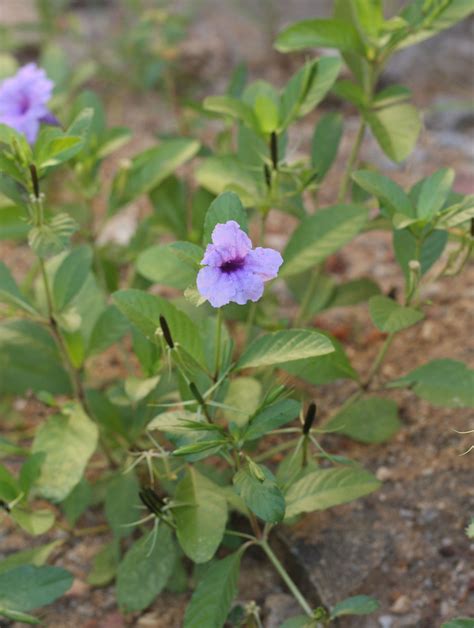 Ruellia tuberosa L. | Plants of the World Online | Kew Science